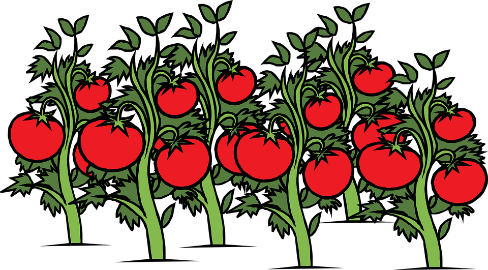 Thumb Image - Tomatoes Plant Clipart - Png Download (960x531), Png Download