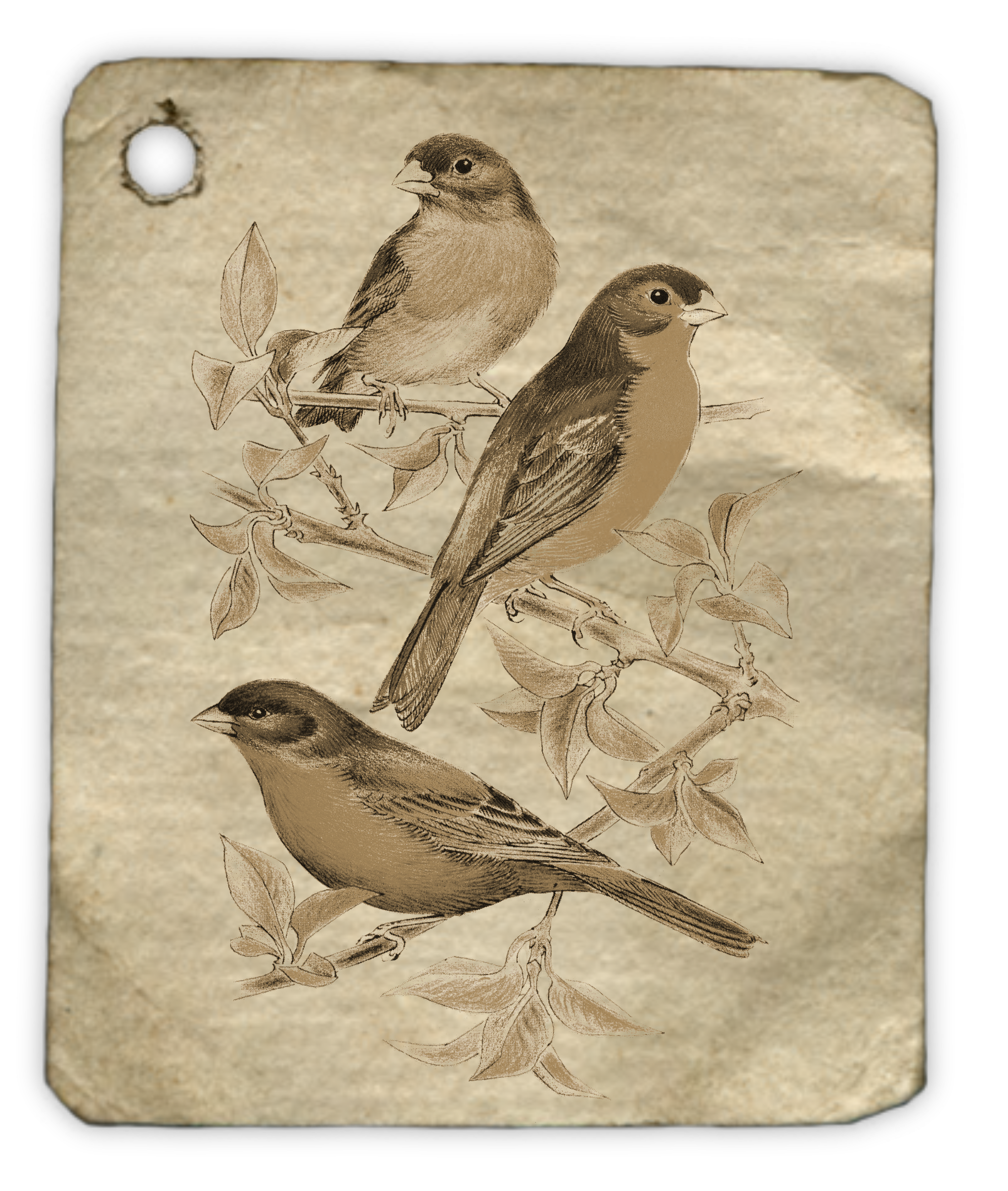 Birds Animal Fly Tag Label 1485642 - Drawing Clipart (2157x2512), Png Download