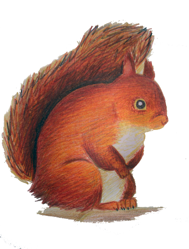 Squirrel Clipart (600x800), Png Download