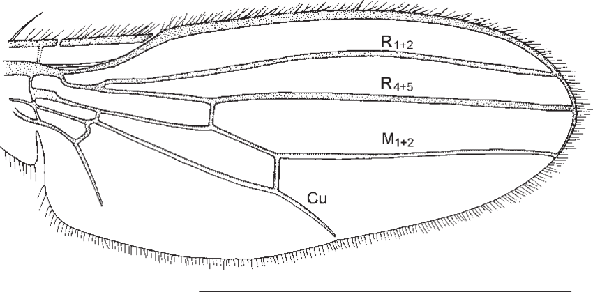 Gymnochiromyia Maculiventris Sp - Drawing Clipart (850x419), Png Download