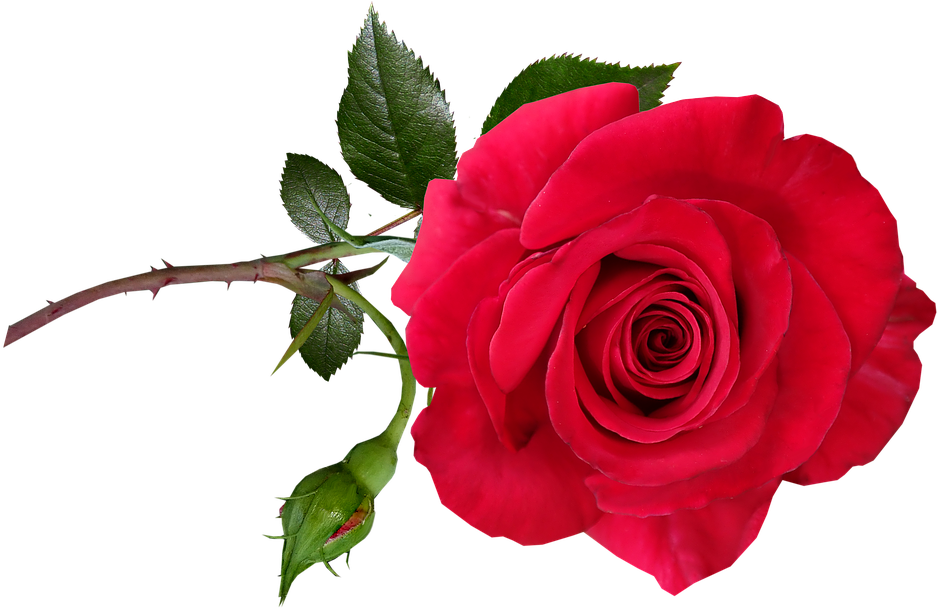 Rose, Red, Flower, Stem, Perfume, Garden, Nature - Garden Roses Clipart (960x607), Png Download