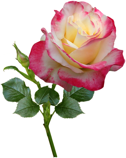 Rosas Sticker Clipart (511x640), Png Download