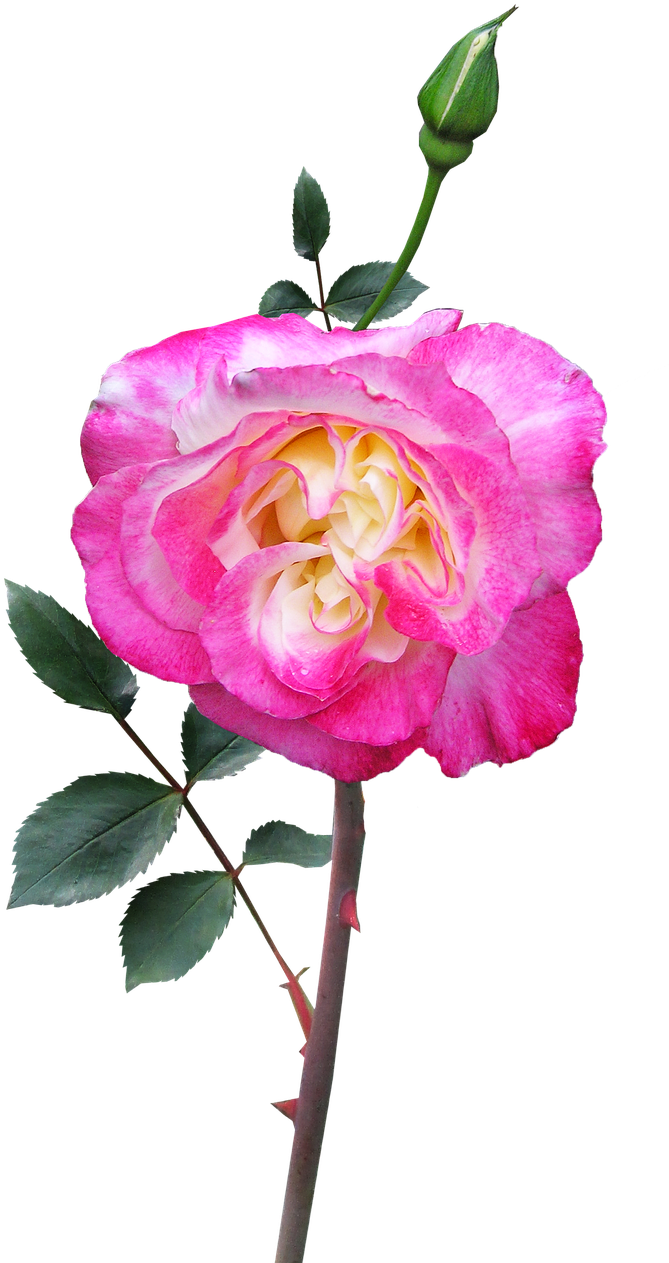Rose Stem Flower - Garden Roses Clipart (684x1280), Png Download