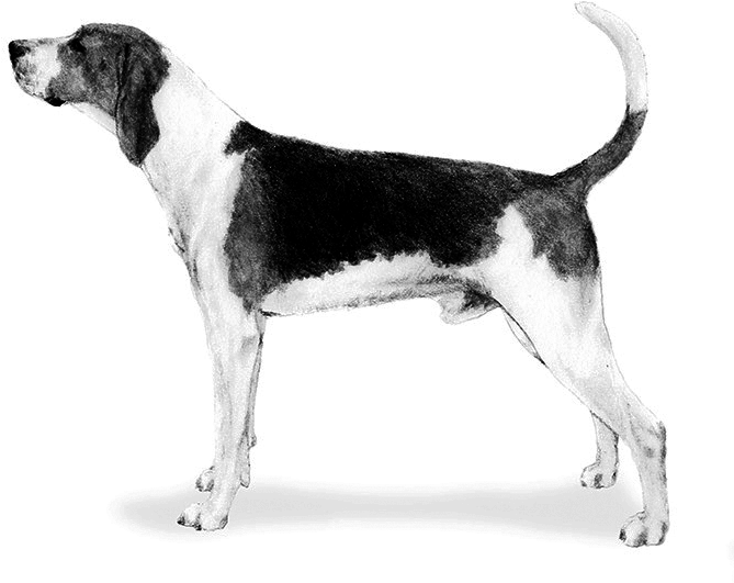 Foxhound Png - Mixed Breed - Harrier - Serbian Tricolour Hound Clipart (669x531), Png Download