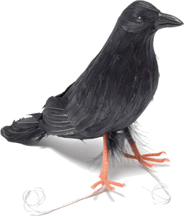 Feather Raven Bird - Crow Decoration Clipart (600x951), Png Download