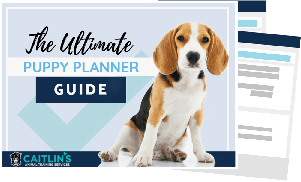 Download Now - “ - Dicas Pra Viahar Com O Pet Clipart (1047x668), Png Download