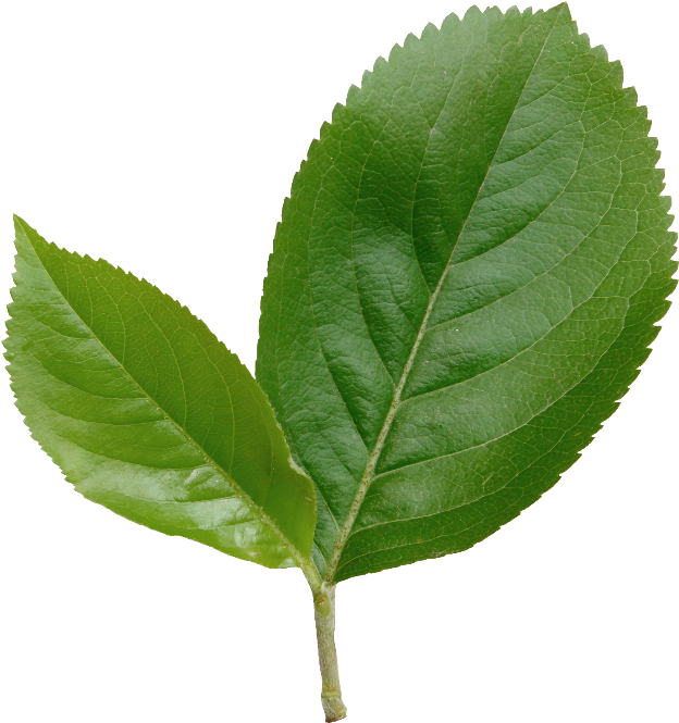 Thumb Image - Canoe Birch Clipart (650x712), Png Download