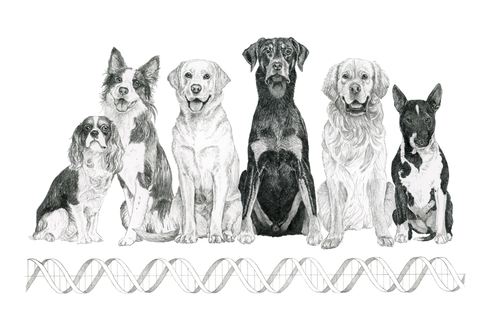 Shayla Love - English Foxhound Clipart (999x650), Png Download