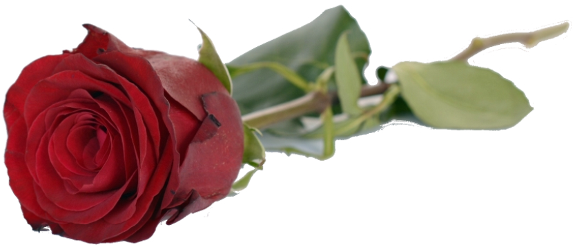 Romantic Good Morning Love Quotes Clipart (1024x682), Png Download