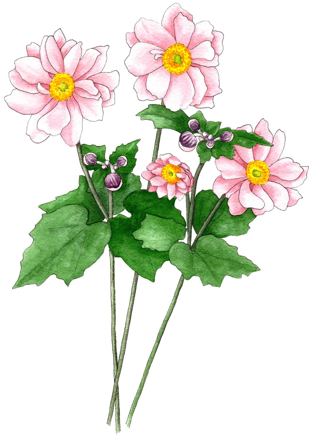 Japanese Anemones Pink - Zinnia Angustifolia Clipart (1000x1422), Png Download
