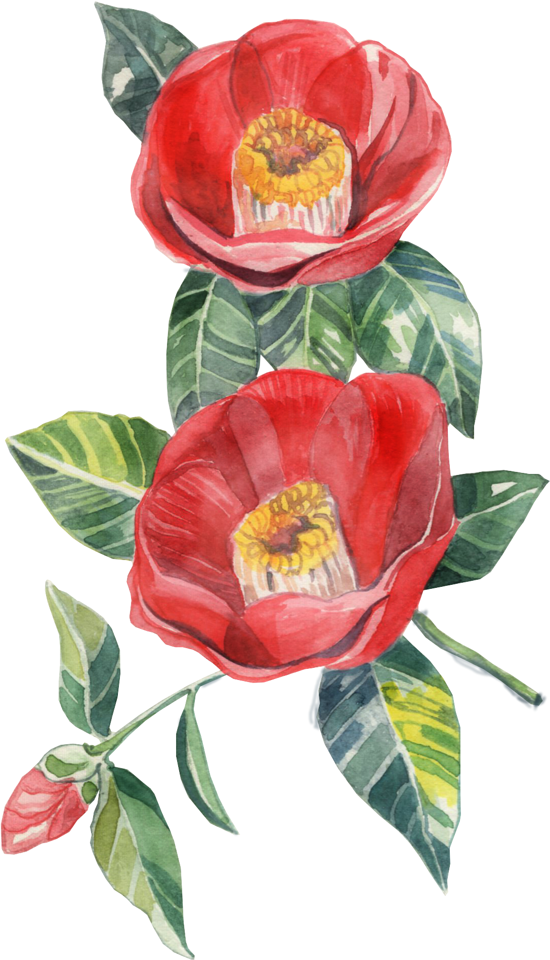Japanese Camellia , Png Download - Garden Roses Clipart (1087x1896), Png Download