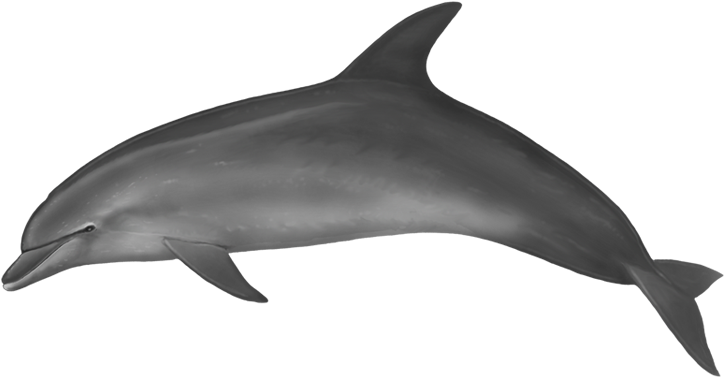 Bottlenose Dolphin - Dolphin Body Clipart (800x400), Png Download