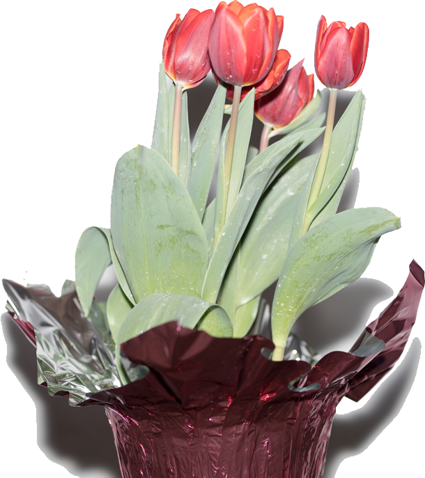 Tulips Tranparent Png - Tulip Clipart (610x685), Png Download