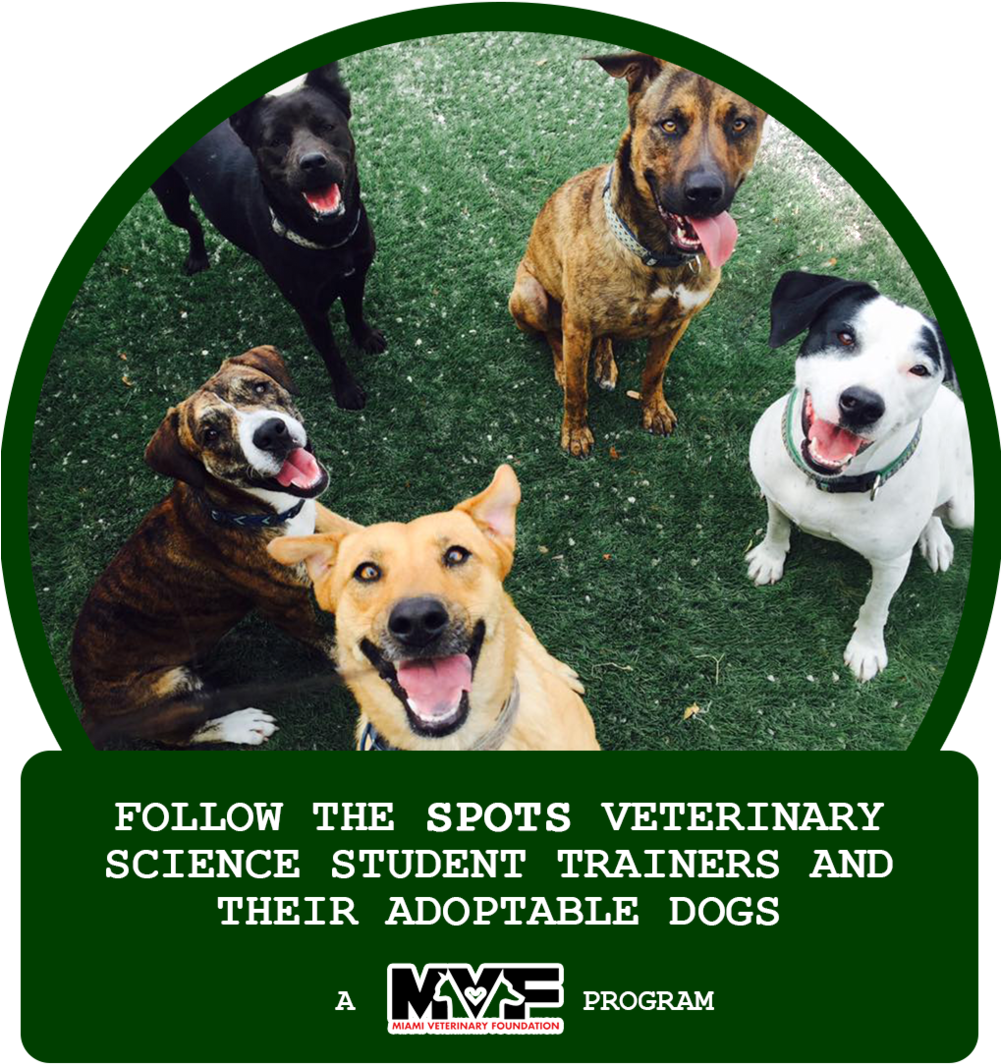 Click On The Icon To Follow The Spots Students Of Felix - Companion Dog Clipart (1001x1064), Png Download