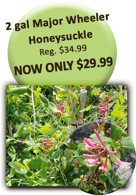 2gal Honeysuckle - Flower Clipart (504x720), Png Download