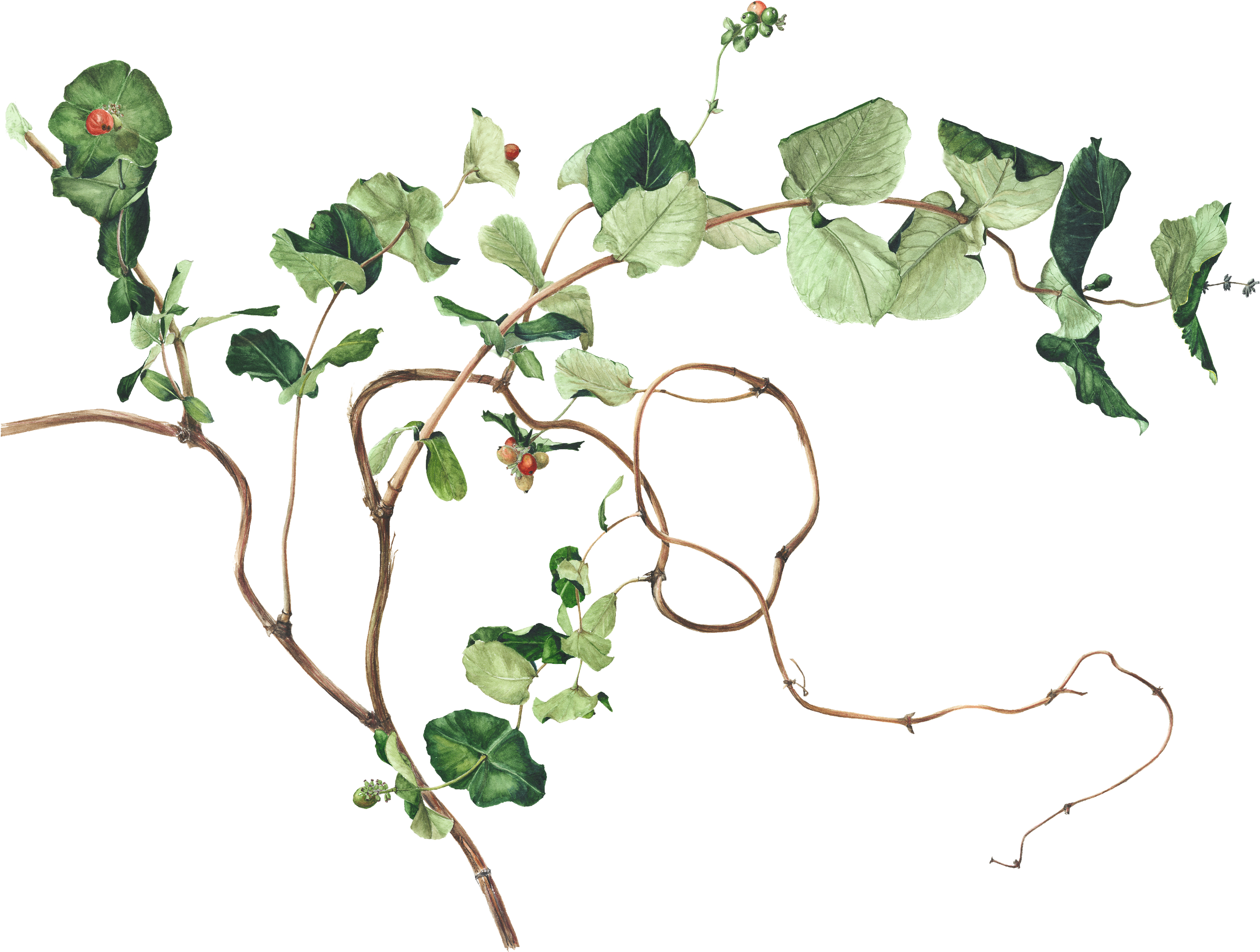 Honeysuckle Drawing Plant - Ivy Plant Drawing Clipart (3000x2400), Png Download