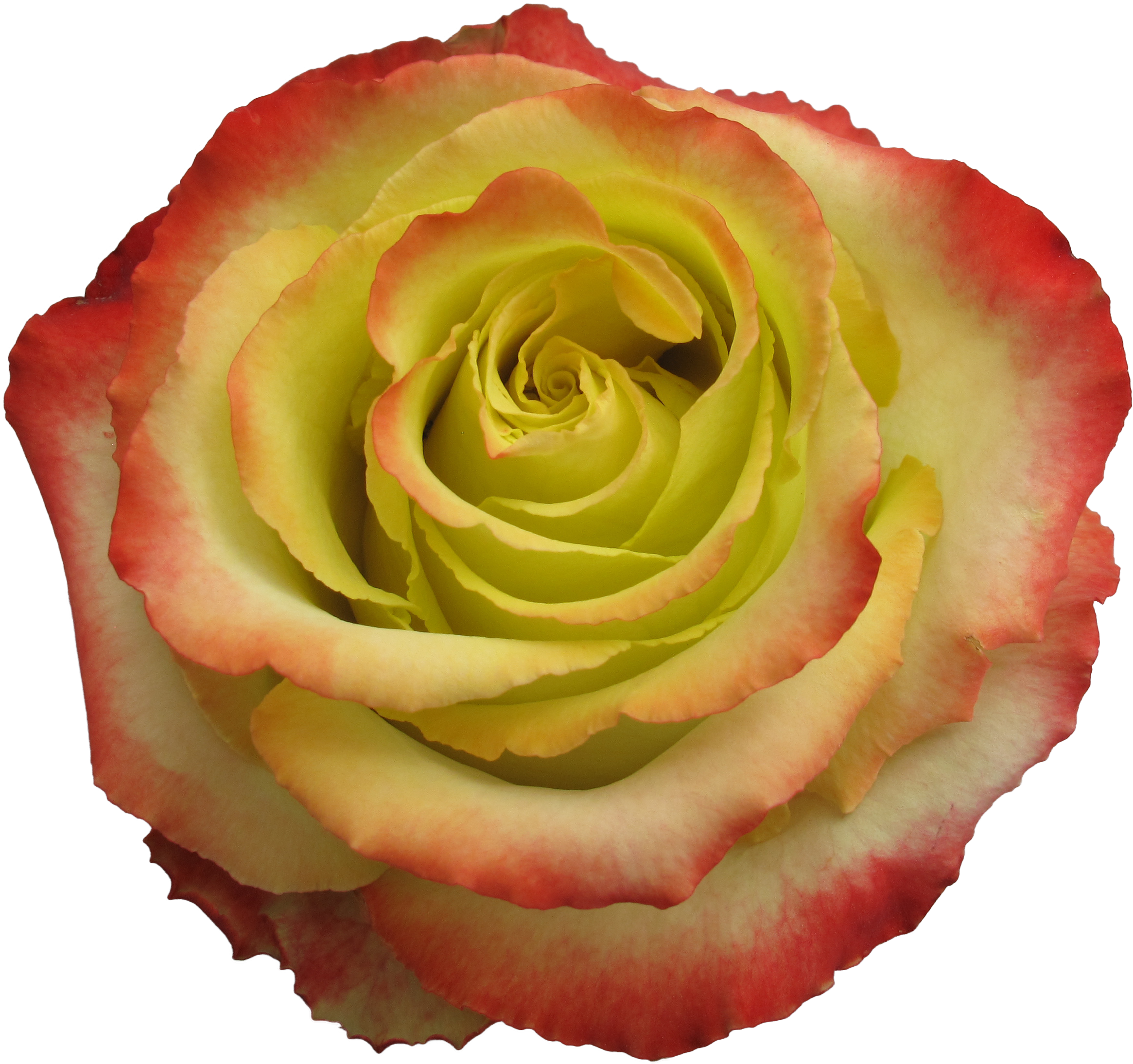 Rose Zazu - Hybrid Tea Rose Clipart (3288x2466), Png Download