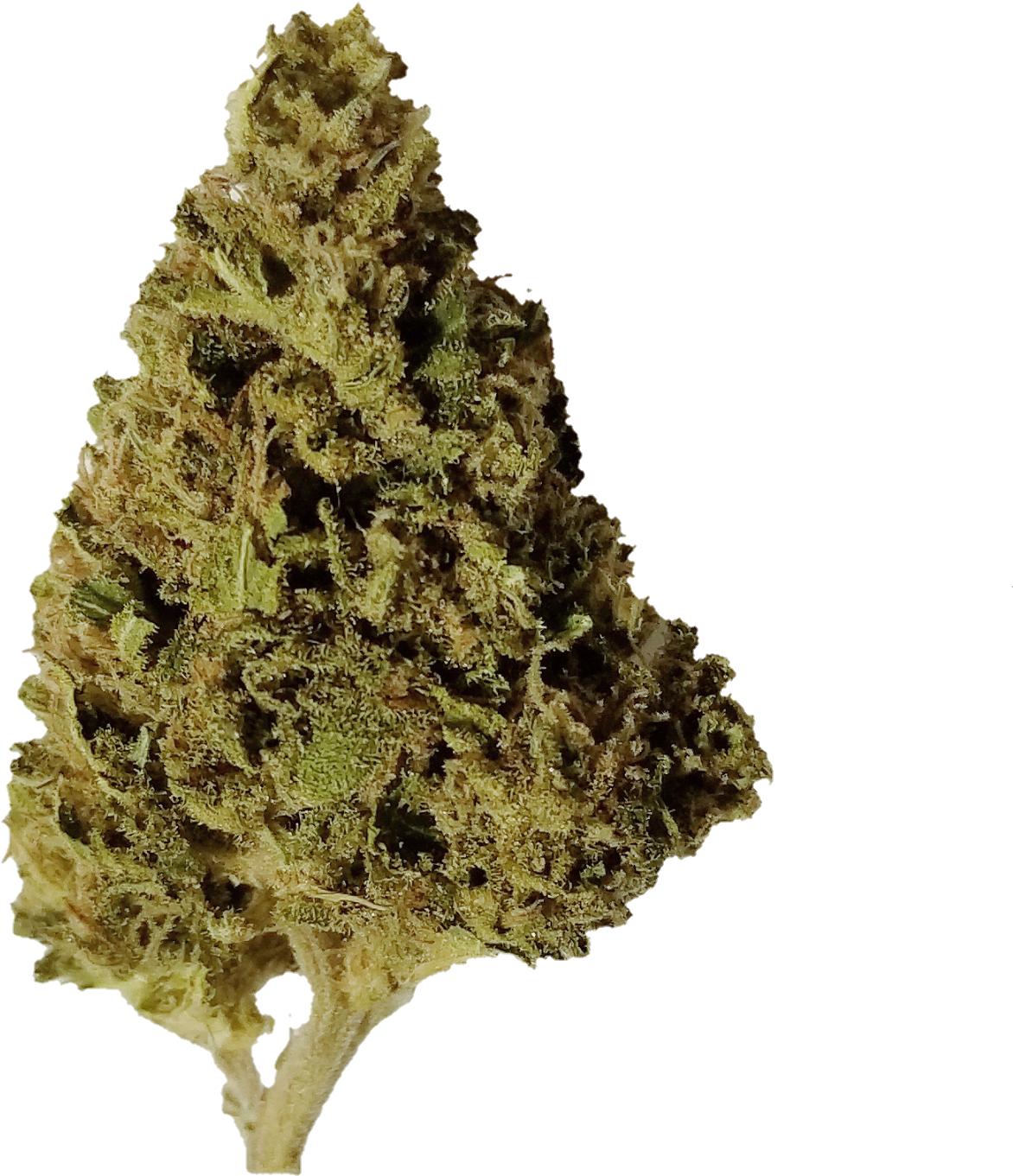 Honeysuckle - Plane Clipart (1591x1582), Png Download