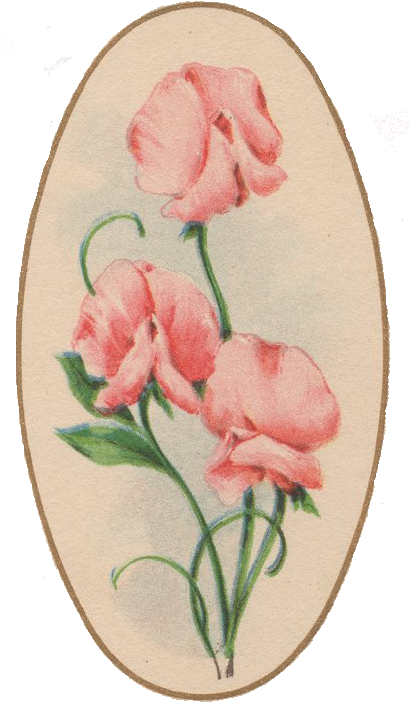 Sweet Pea Vintage Free Png Image - Vintage Sweet Pea Clipart (409x764), Png Download