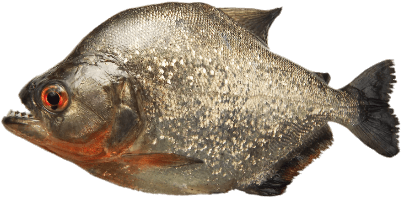 Animals - Piranhas - Piranha Fish Png Clipart (844x500), Png Download