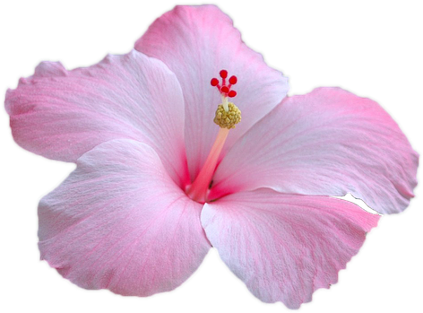 Flower Pink Flower Pink Garden Pink Petals Nice - Chinese Hibiscus Clipart (960x638), Png Download