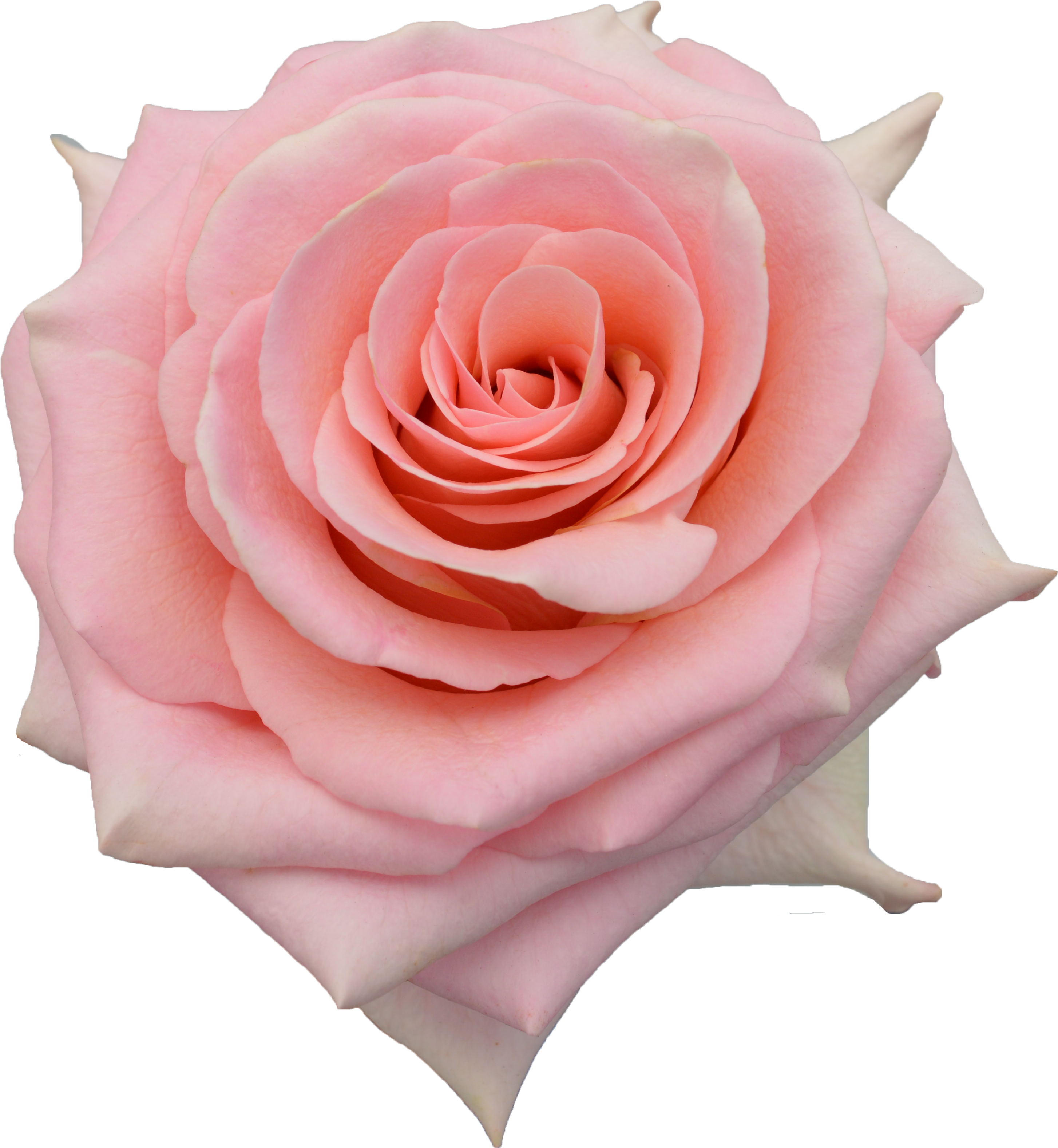 Rose - Rose Saga Clipart (4519x3389), Png Download