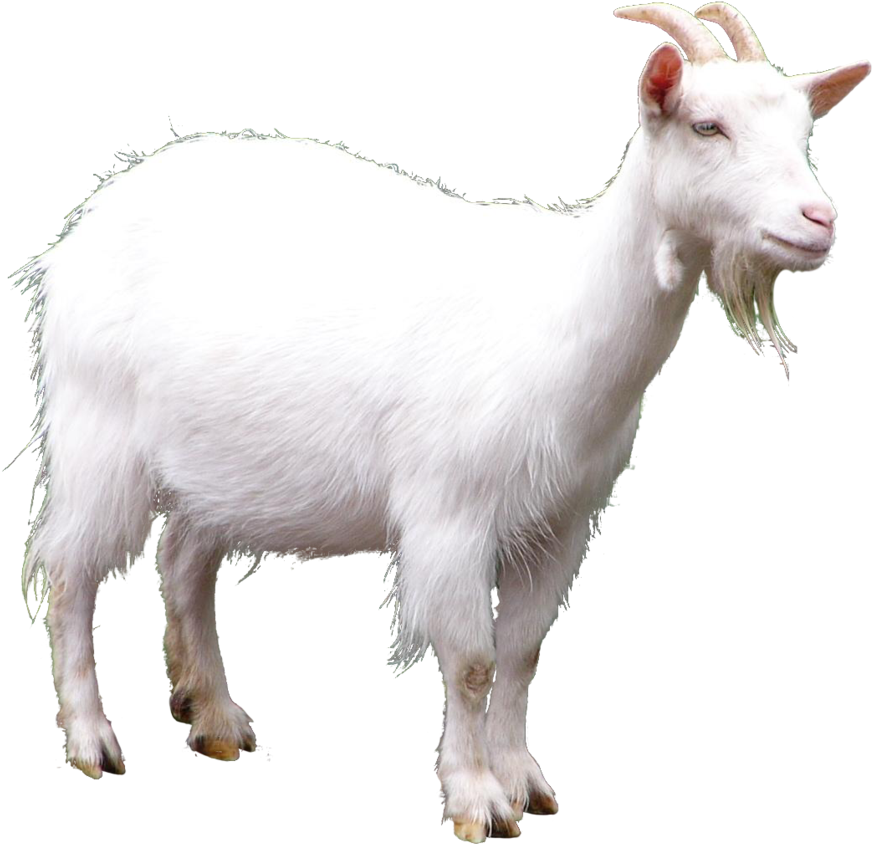 What Begins With L - Goat Png Clipart (920x869), Png Download