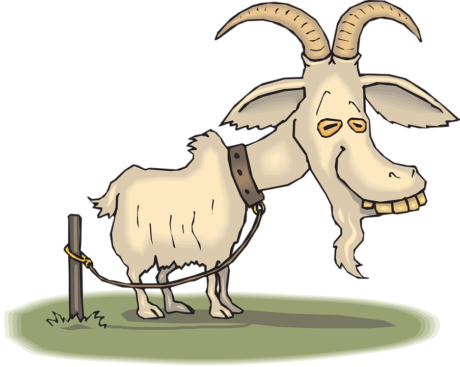 Clipart Goat Old Goat - Guinea Pigs Clip Art - Png Download (903x720), Png Download