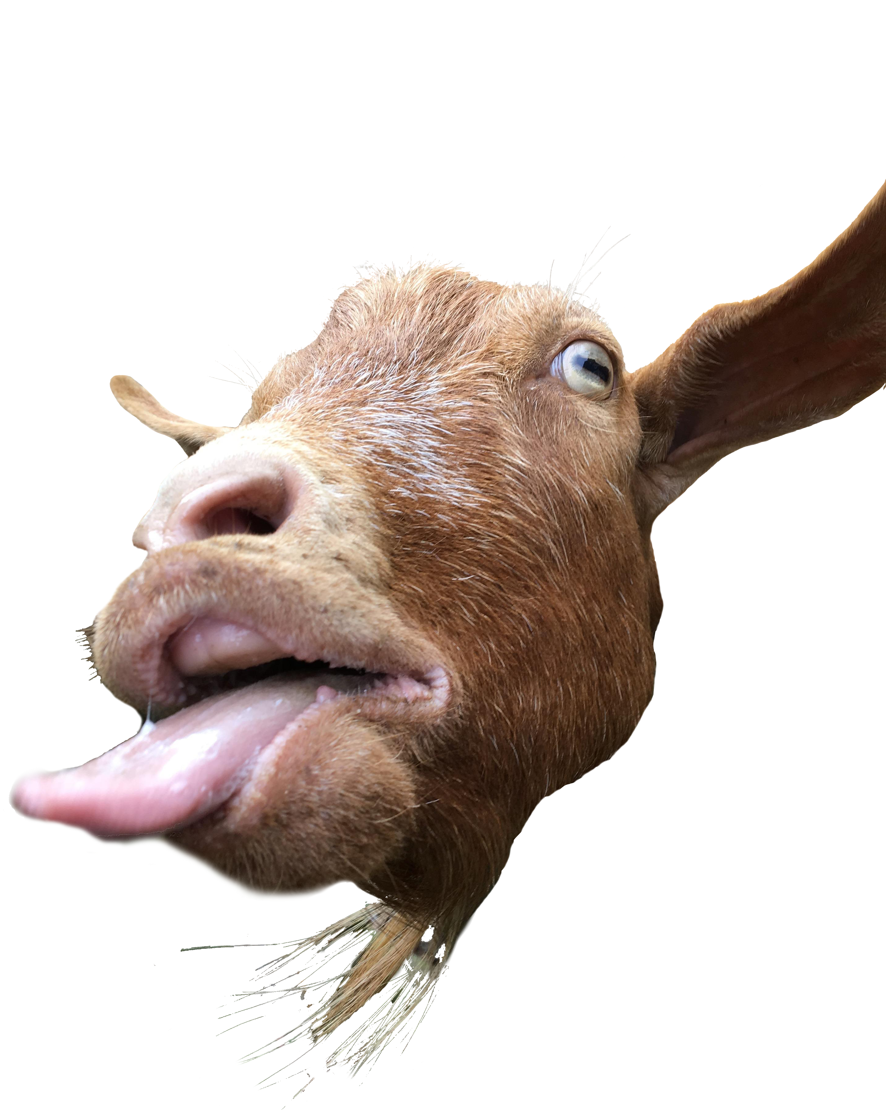 2884 X 4032 11 - Goats Sticking Their Tongues Out Clipart (2884x4032), Png Download