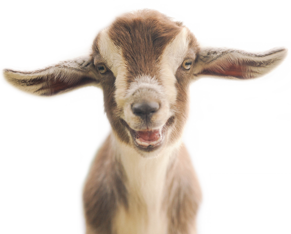 Goat - Kid Goat Clipart (1000x804), Png Download