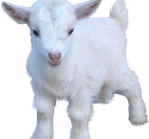Goat Png Transparent Images - Goat Png Clipart (640x480), Png Download