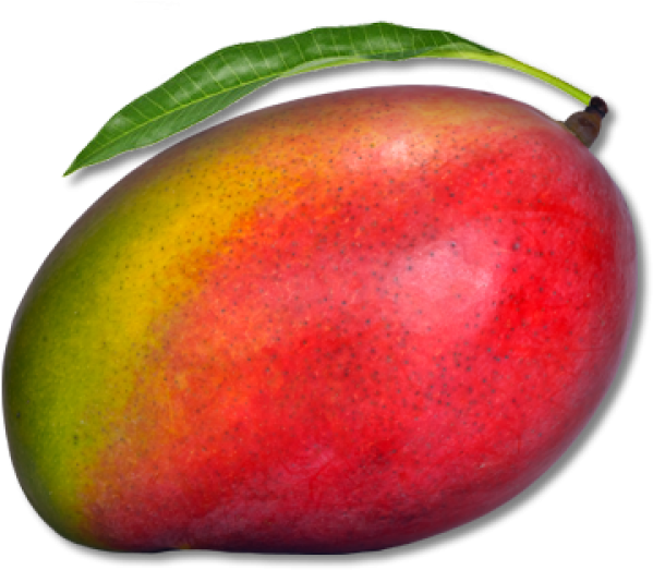 Mango Png Free Download - Png Image Of Mango Clipart (600x533), Png Download