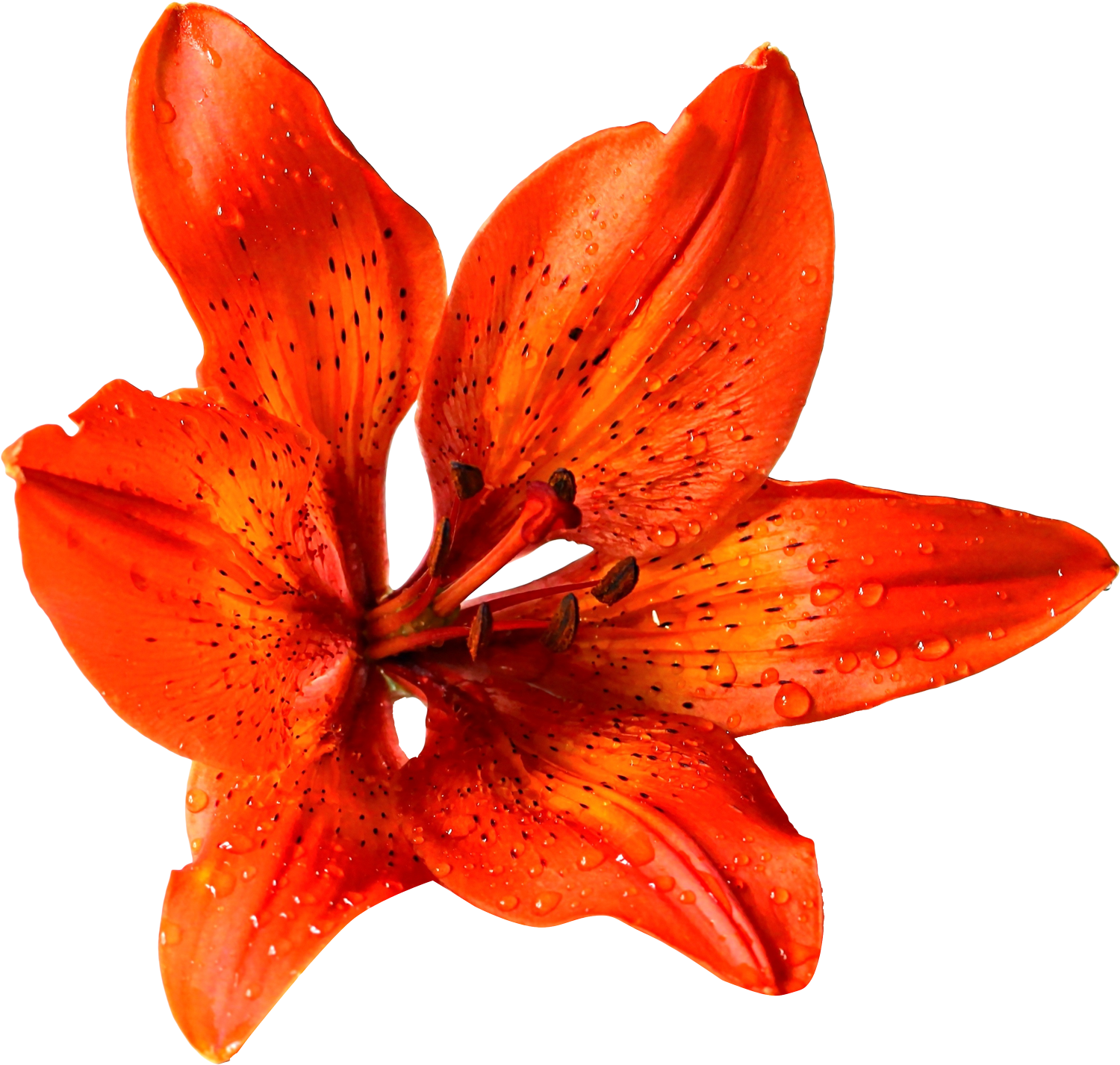 Free Png Download Flower Png Images Background Png - Transparent Background Orange Flower Png Clipart (850x818), Png Download