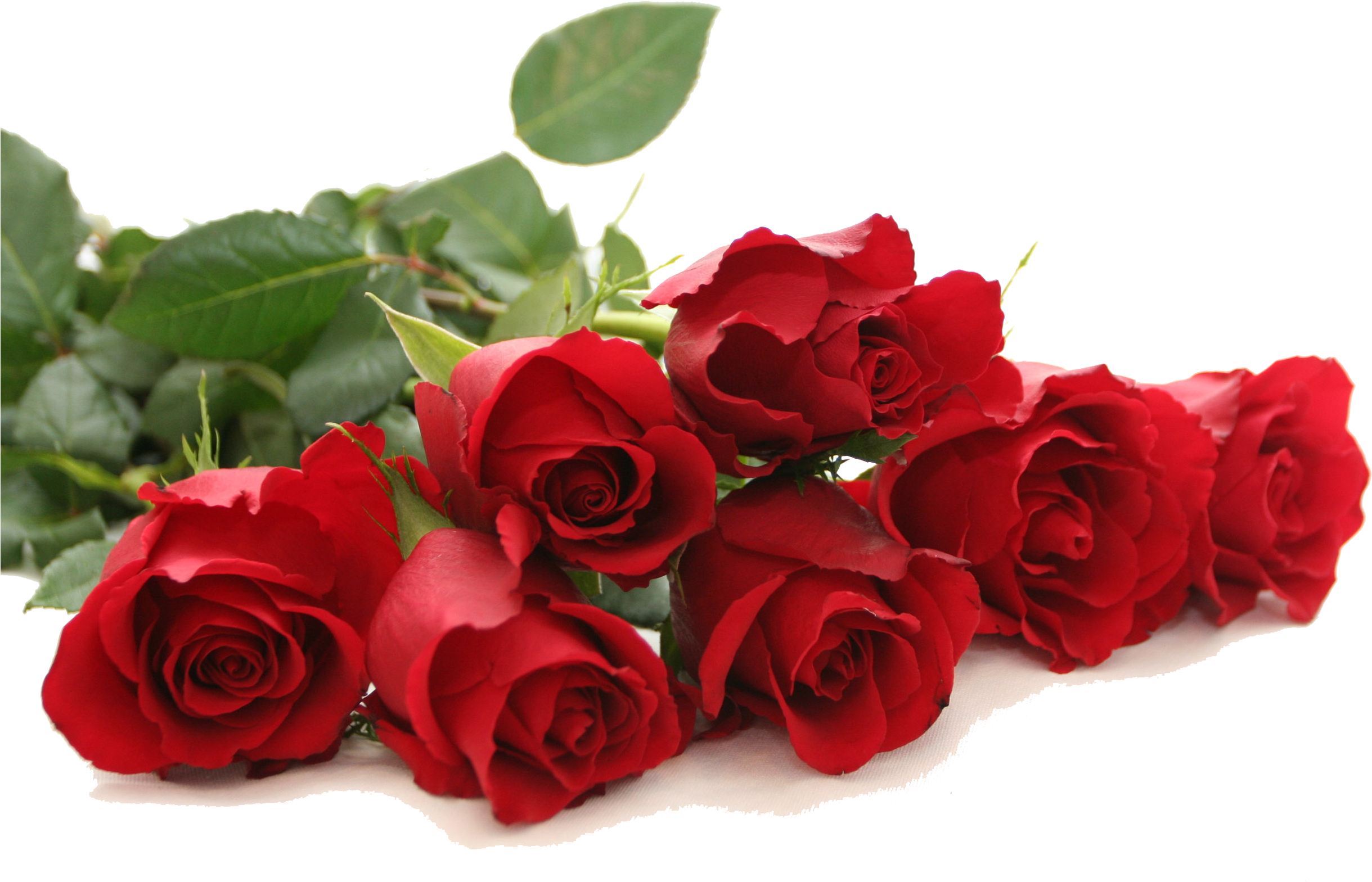 Red Rose Png Free Download Clipart (2439x1569), Png Download