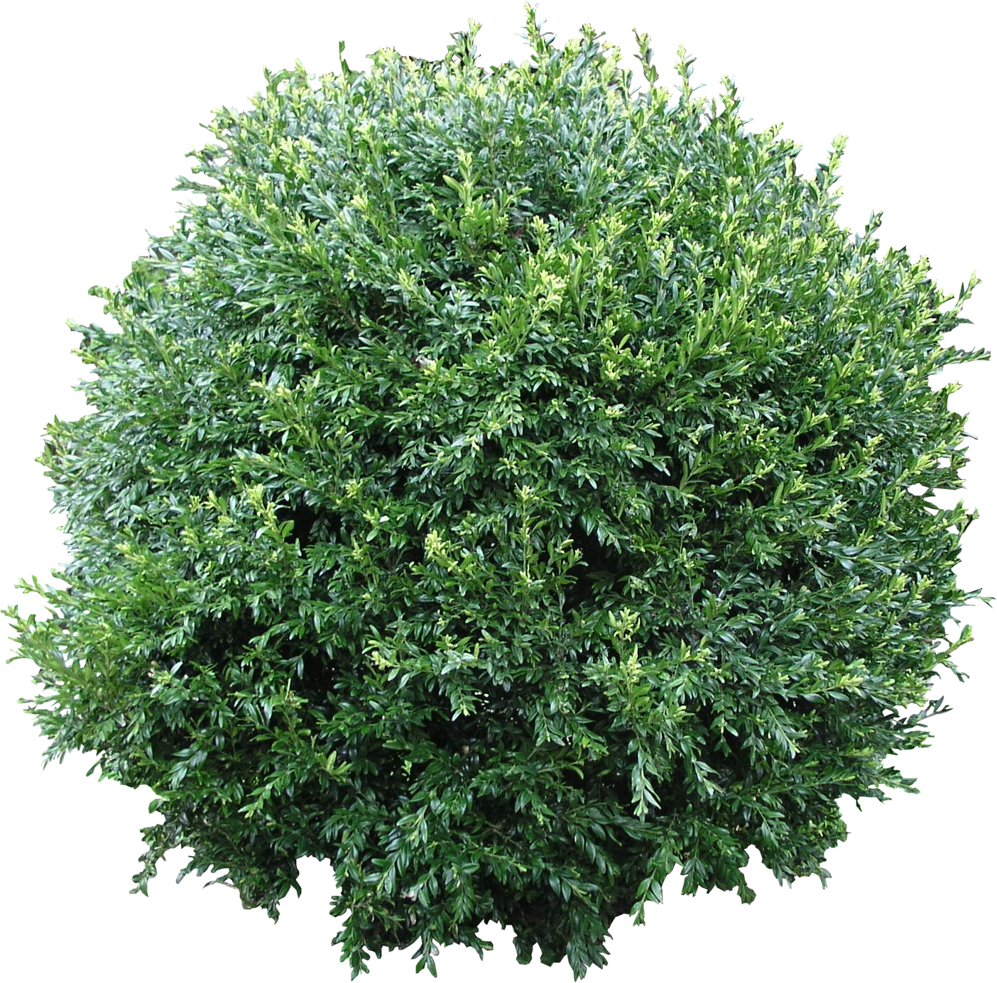Bush Free Png Download - Bush Texture Png Clipart (1404x1385), Png Download