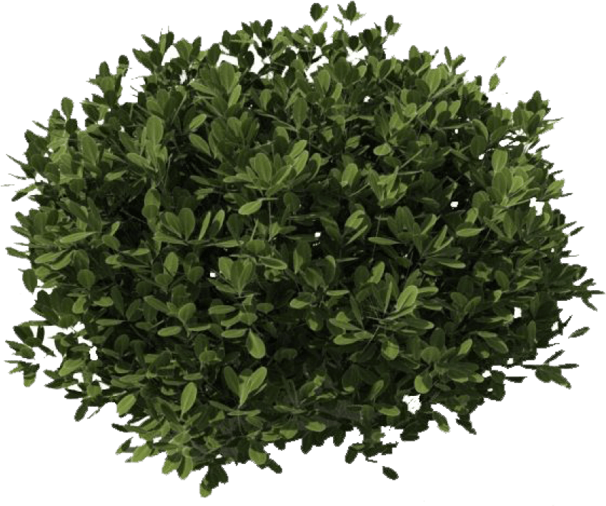 Free Png Download Bushes Png Images Background Png - Shrub Transparent Clipart (850x734), Png Download