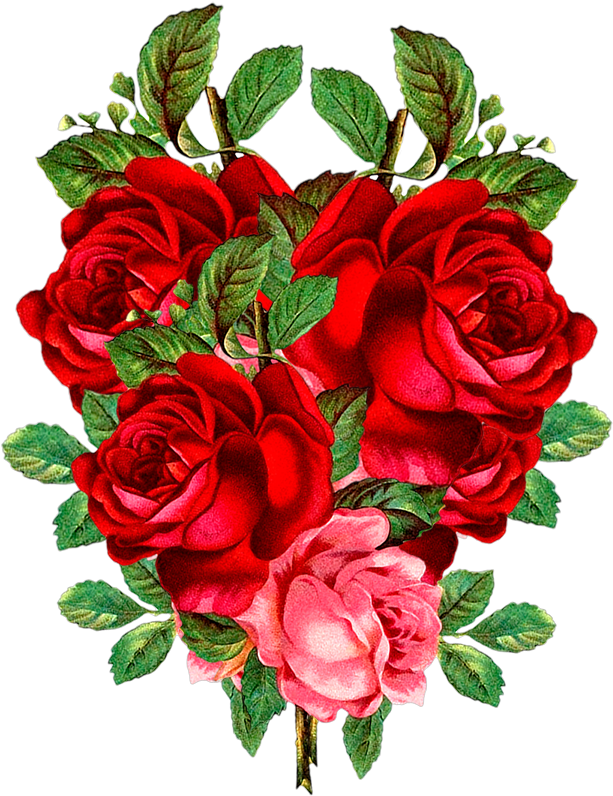 Red Rose Png, Flower Png Images, Red Flowers, Banners, Clipart (613x796), Png Download