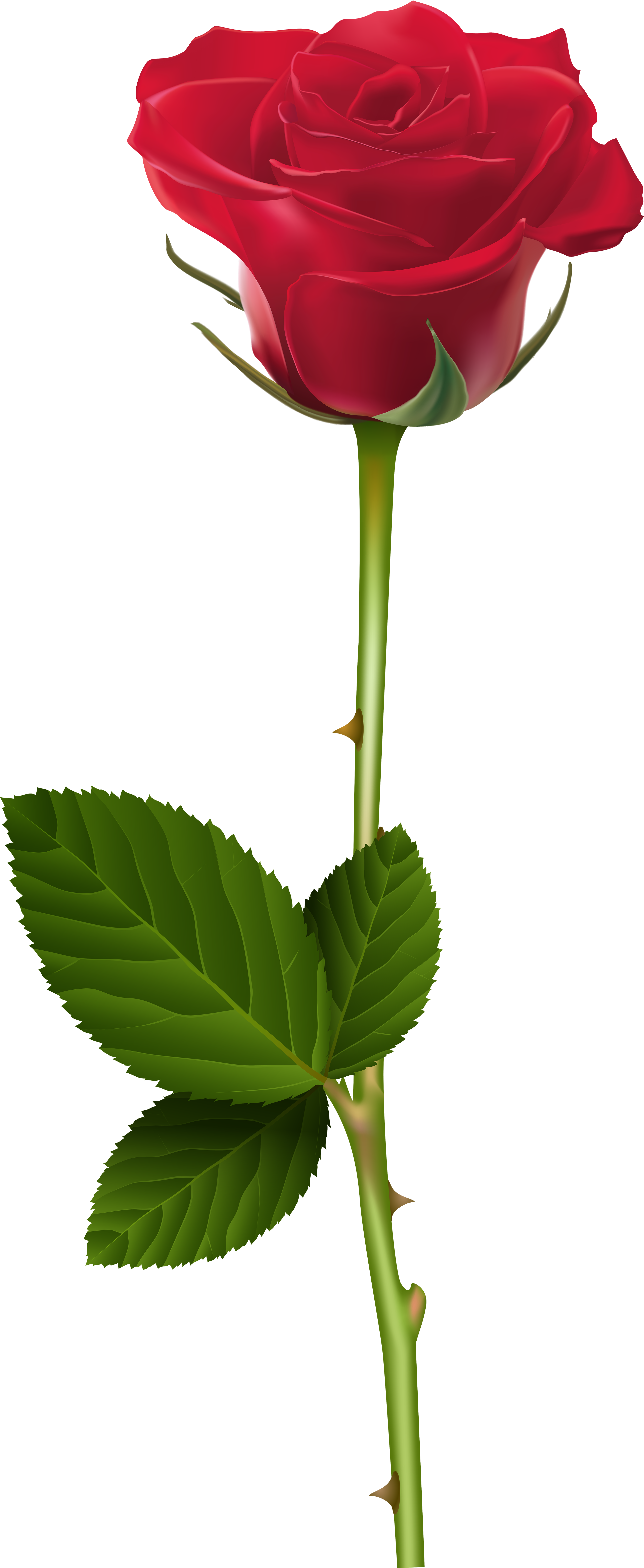 Rose For Picsart Editing Clipart (3311x8100), Png Download