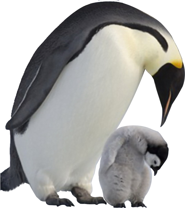 Penguin Png Image Transparent Background - Baby Penguins Png Clipart (658x727), Png Download