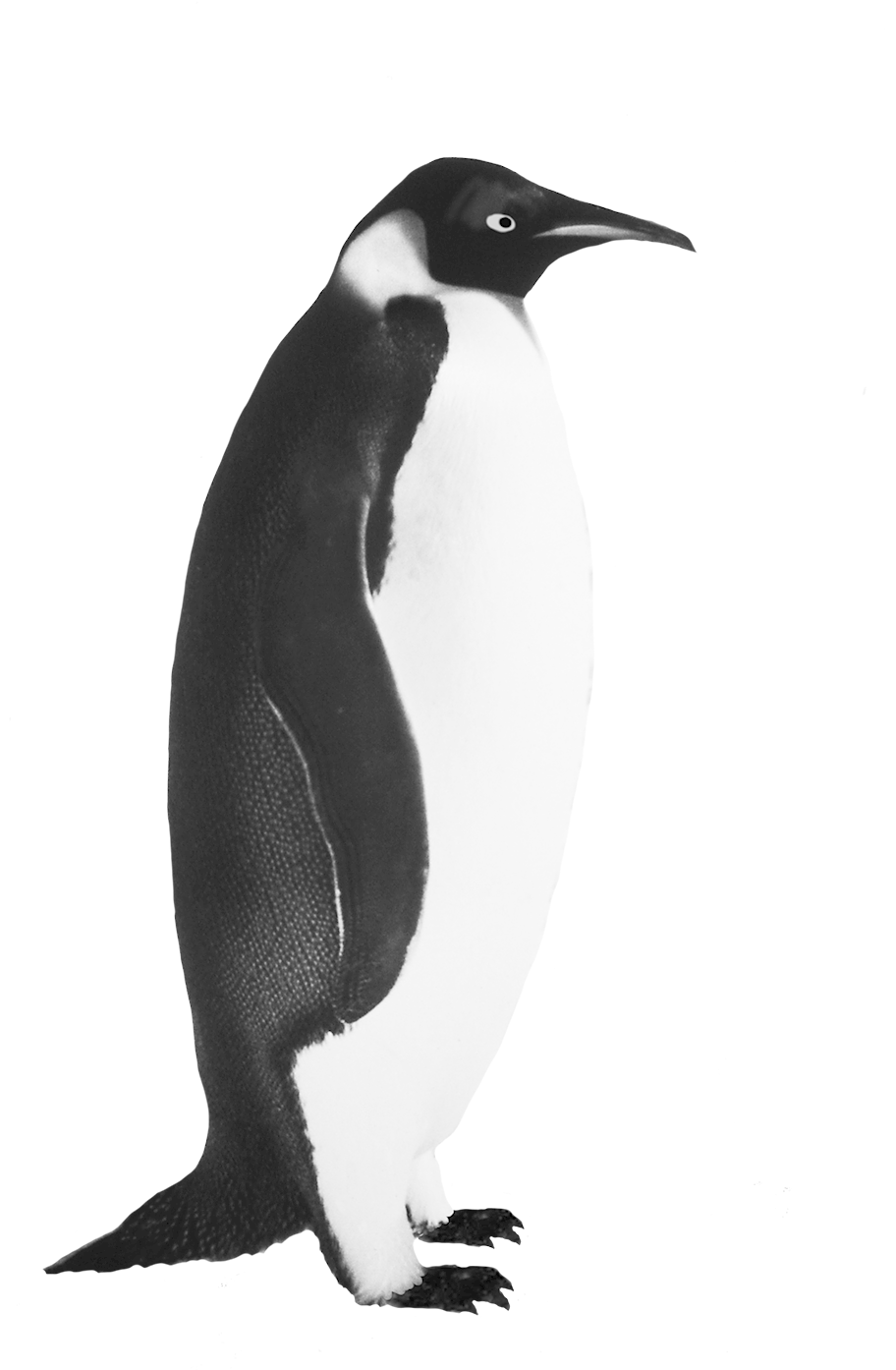 Penguin Png Icon - Realistic Penguin Clip Art Transparent Png (945x1417), Png Download