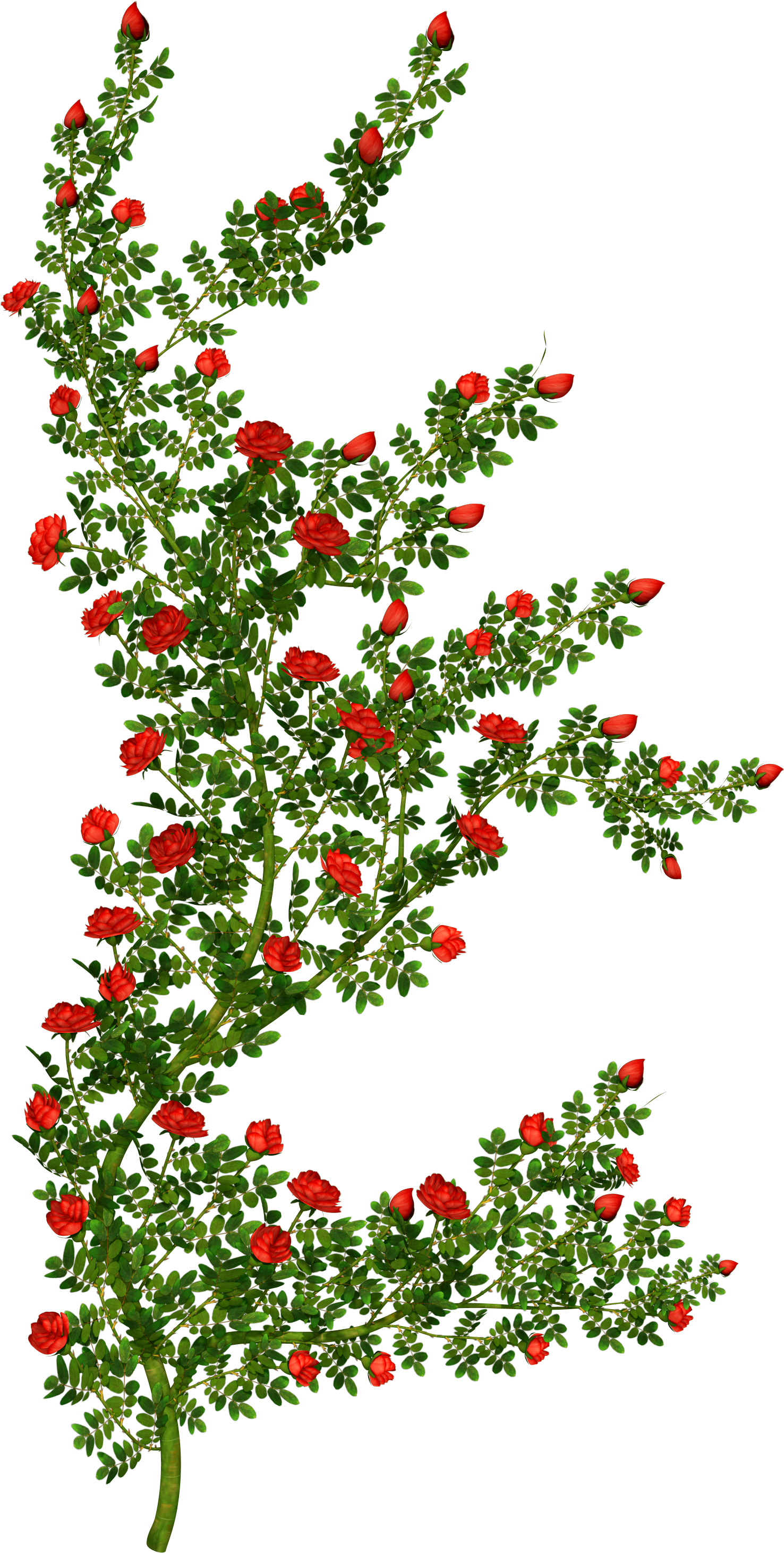 Bushes - Rosebush - Rose Bush Clipart - Png Download (1852x3040), Png Download