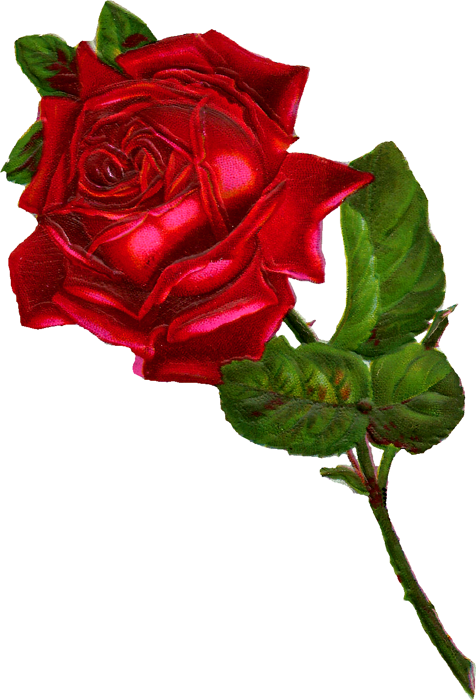 Red Rose Clipart Vintage Red - Vintage Rose Clipart Png Transparent Png (1127x1542), Png Download