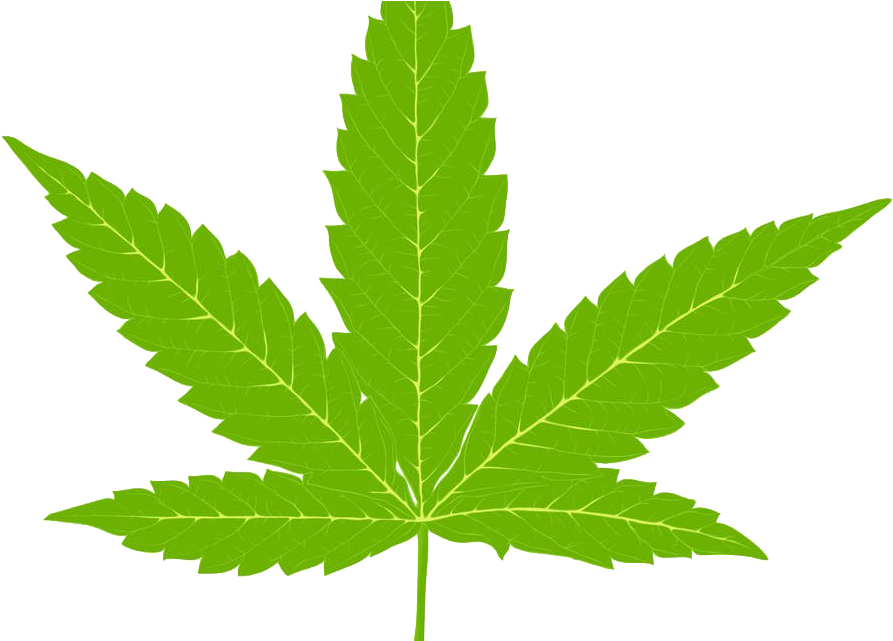 Canadians With Past Pot Convictions Won't Have To Pay - Cannabis Leaf Clipart (1000x640), Png Download
