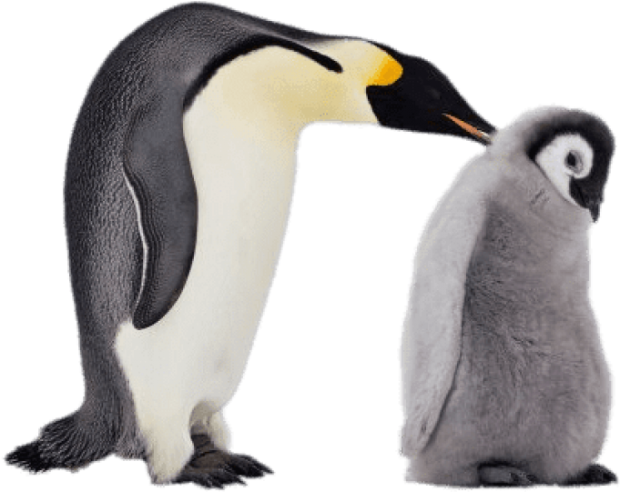 Free Png Download Mum And Baby Penguin Png Images Background - Penguin Baby Transparent Clipart (850x577), Png Download