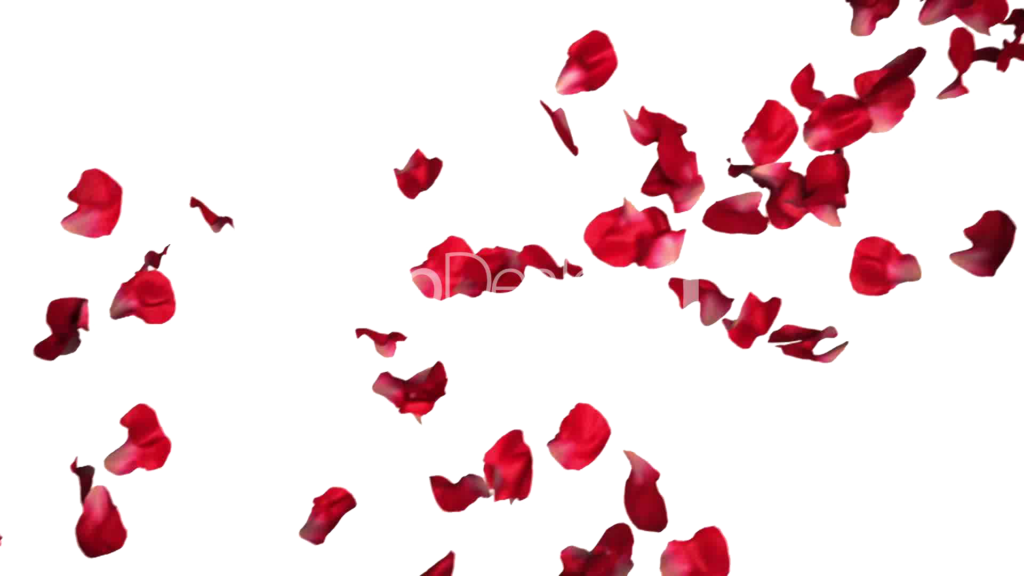 Rose Petals Png Pic - Red Roses Petals Png Clipart (1024x576), Png Download
