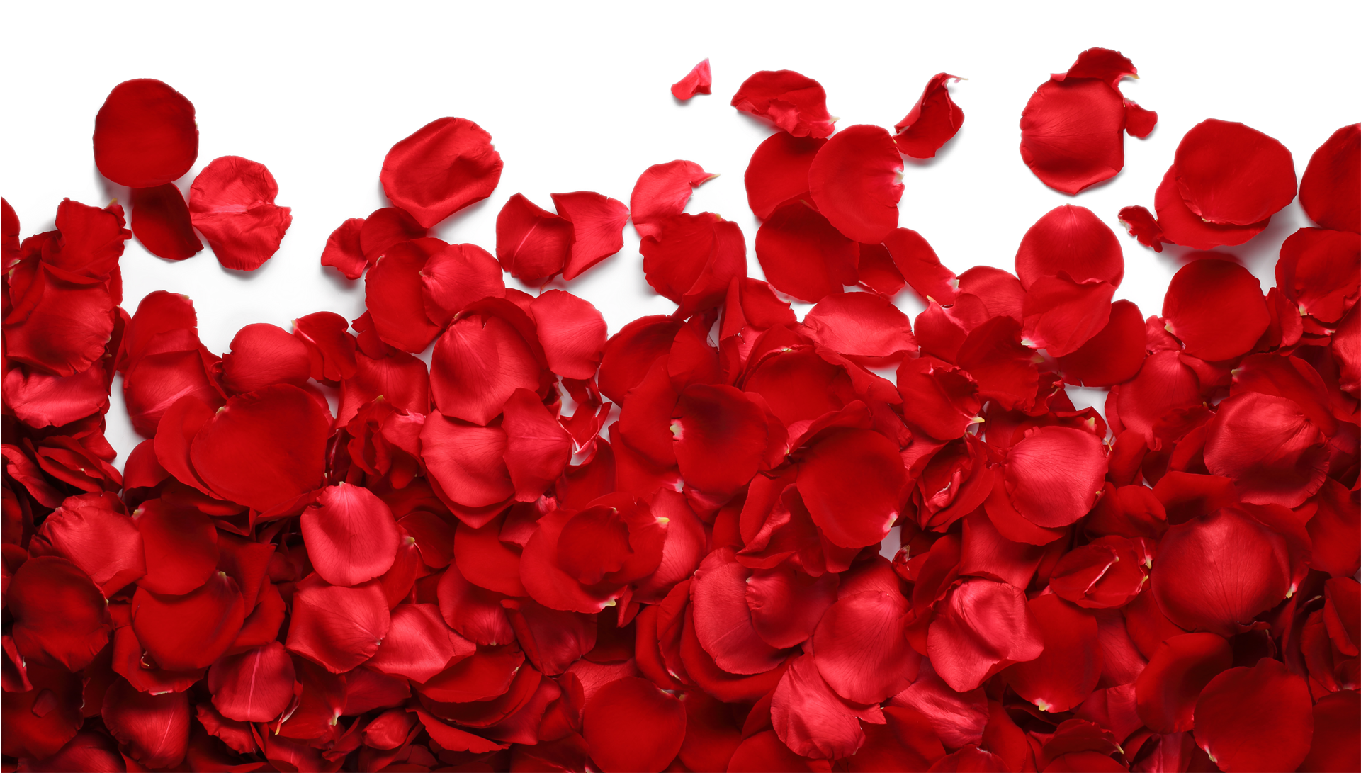 Png Imges Free Download - Transparent Rose Petals Png Clipart (1920x1280), Png Download