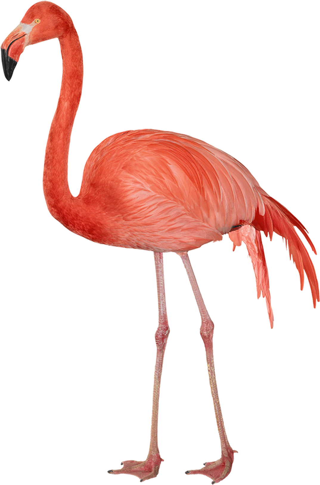 Flamingo - Flamingo Png Clipart (1100x1663), Png Download