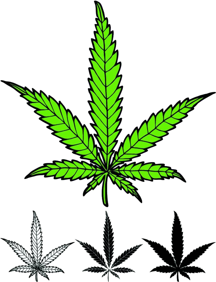 Drawings Of Weed Leaves - Vector Hemp Leaf Clipart (764x1000), Png Download