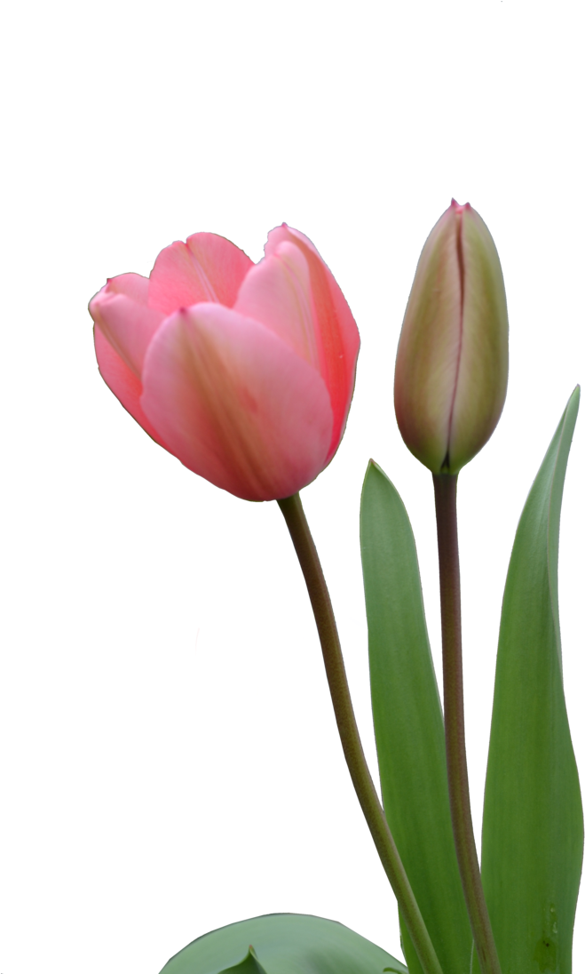 Download Png Image Report - Pink Tulips Png Clipart (730x1095), Png Download