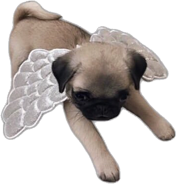 #puppy #dogs #dog #angel #pug #pugs #freetoedit - Companion Dog Clipart (514x528), Png Download